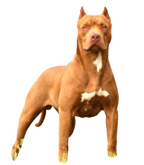 PetsPlaza