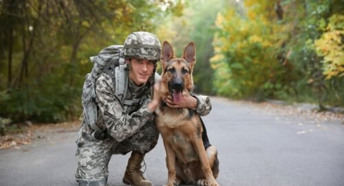 Military Dogs in the World - Pets Plaza