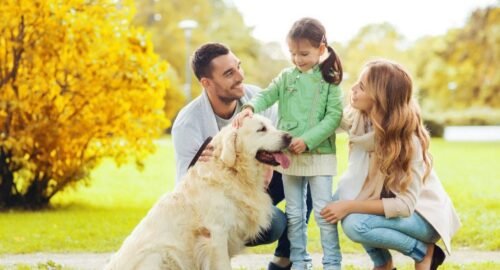 Which Dog Breeds Are Best for Families - Pets Plaza
