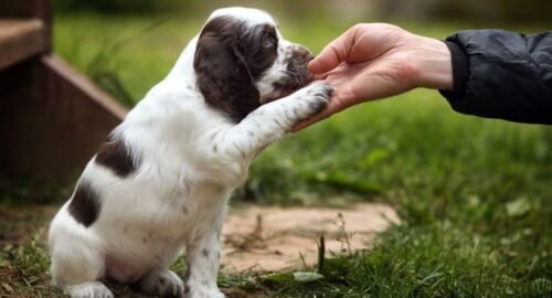 how to train your puppy - Pets Plaza