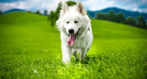 why my dogs eats grass - Pets Plaza