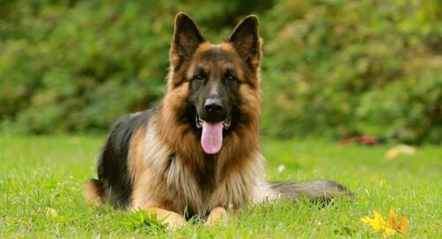 german shepherd dog breed - petsplaza.in