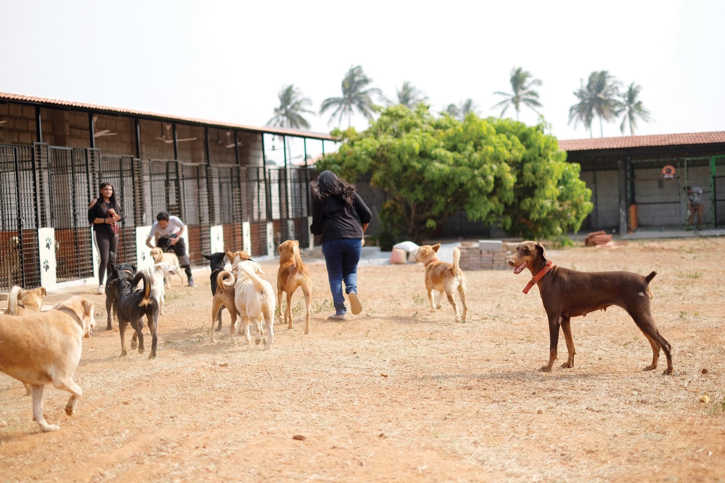 Animals shelters near me Dog shelter near me Dog rescue near me
