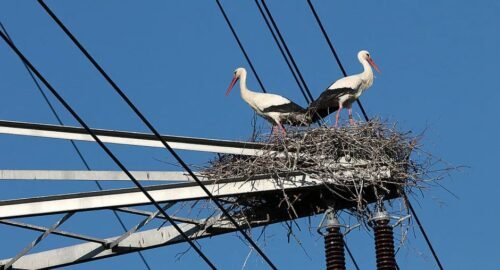Does cell phone towers kill birds
