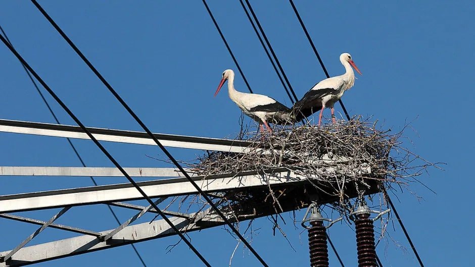 Does cell phone towers kill birds