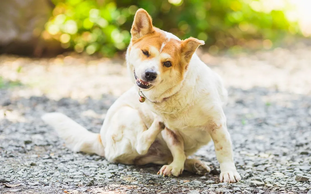 Hot Spots on Dogs