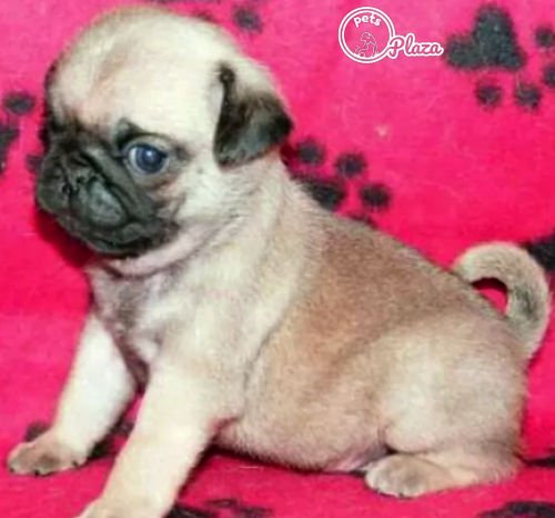 A pug puppy for sale in Ahmedabad