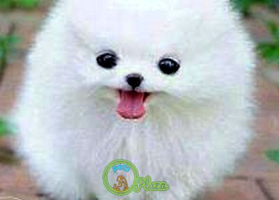 Puppies Price and sales in visakhapatnam
