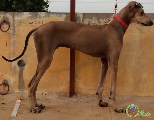Chippiparai-hunting-dog-india-breed-mostly-seen-in-the-tamil-nadu