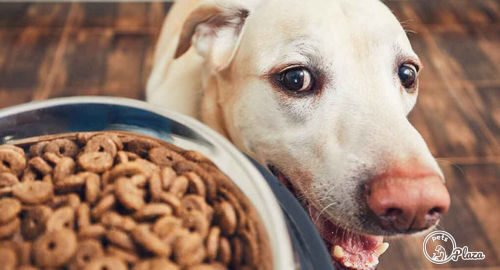 Dog-Service-Announcement-The-Kibble-Crunch-Is-Not-the-Sound-of-Healthy-Food-image