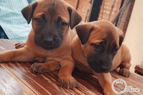 komabai two cute puppies image
