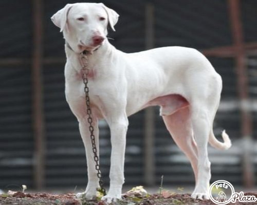 rajapalayam 2years aged ferocius white dog
