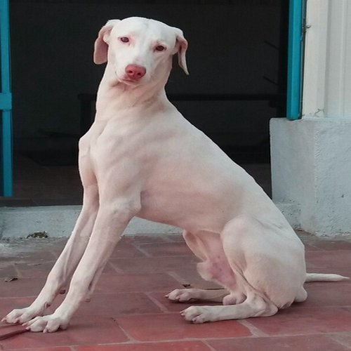 rajapalayam aladult dog picture