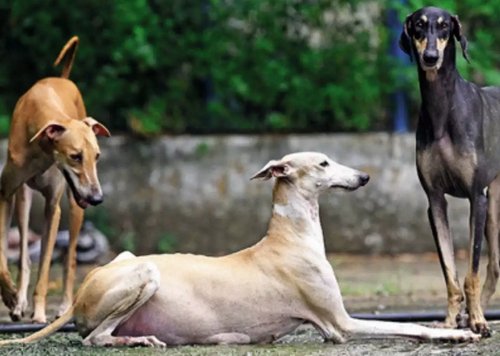 three-Chippiparai-dogs-color-s-balck-brown-and-white-playing-with-each-other