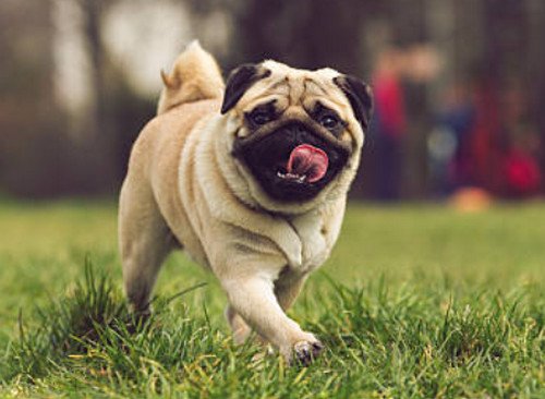 1 year pug playing on the field image