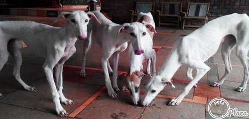 6months mudhol hounds eating food photo