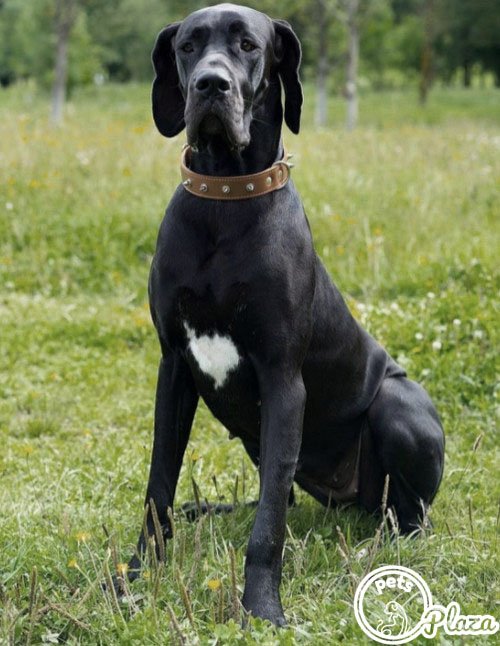 Black with white spot on the chest great ddane 6 months old puppie in the playing ground Picture