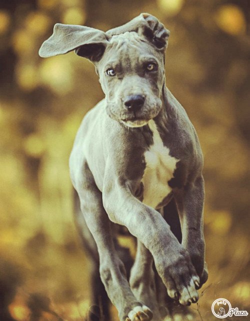 Ferocious great dane wildly running on the field picture