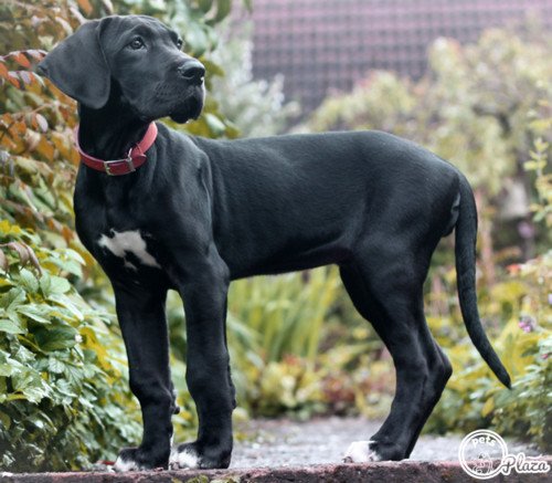 Great dane 4 months puppy image