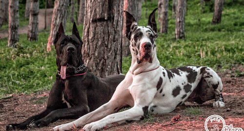 black and white great dane on the woods images