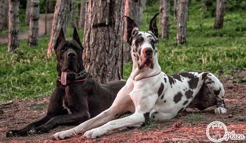 black and white great dane on the woods images