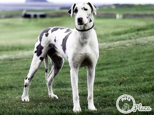 black spots on the white great dane image