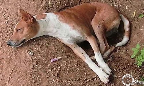 brown and white indian paraih dog sleeping on the ground