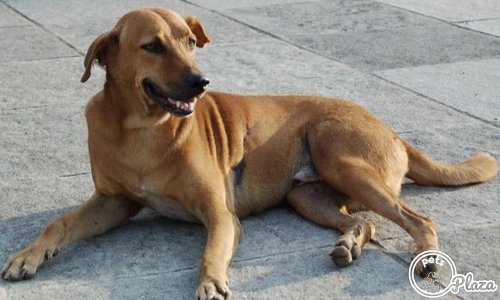 brown color indian pariah adult dog on the city streets