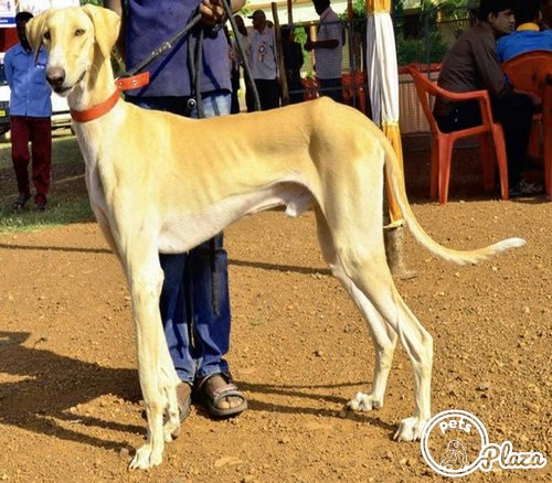 brown color mudhol hound picture