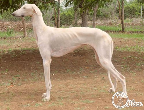 full grown height of mudhol hound picture