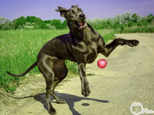 great dane adult dog playing with the ball picture