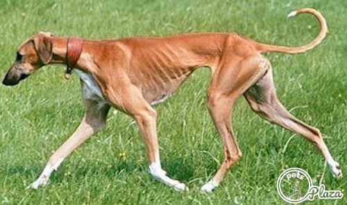 india dog breed the mudhol hound image