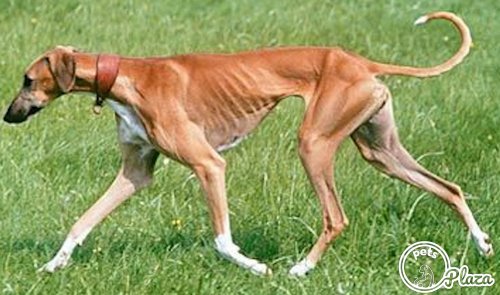 what is the breed of mudhol hound