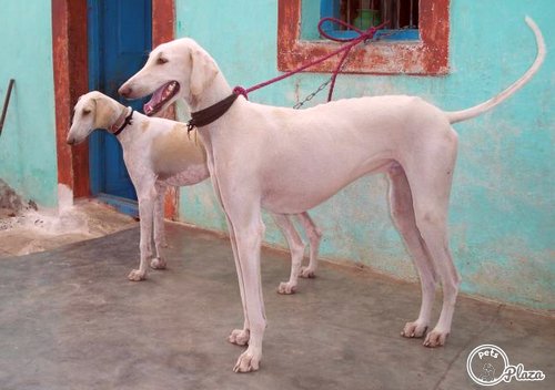 karnataka dog mudhol hound image