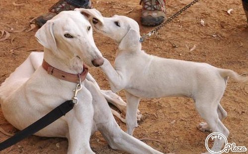 mudhol houn and its puppy playing image