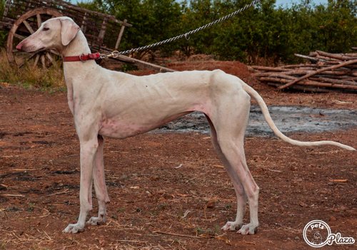 mudhol hounds full grown picture