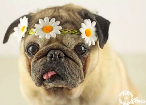 pug with flowers crown image