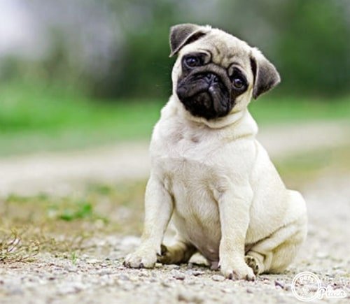 three months old pug puppy image