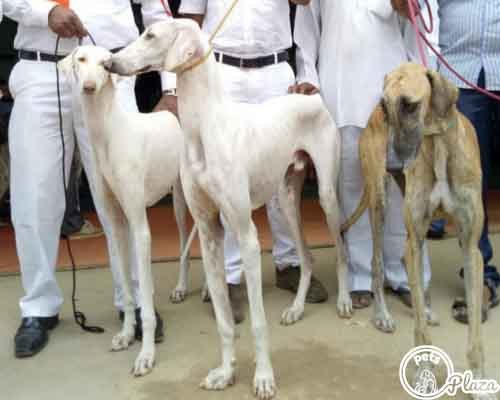 three mudhol hounds full grown dogs image