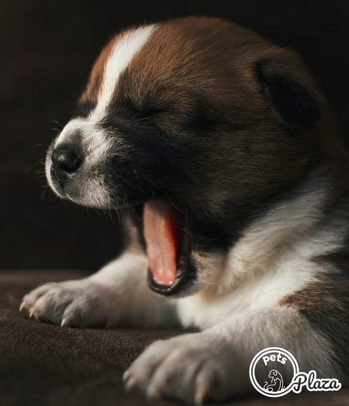 Puppies for sale in ballarat image