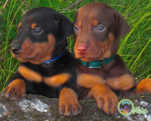 Dobermann Puppies for Sale image