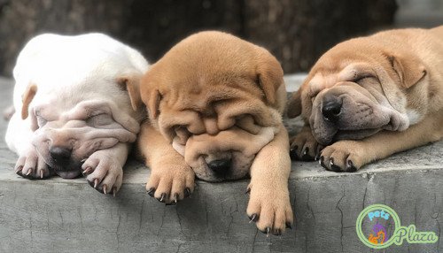 Puppies for Sale in Delhi images
