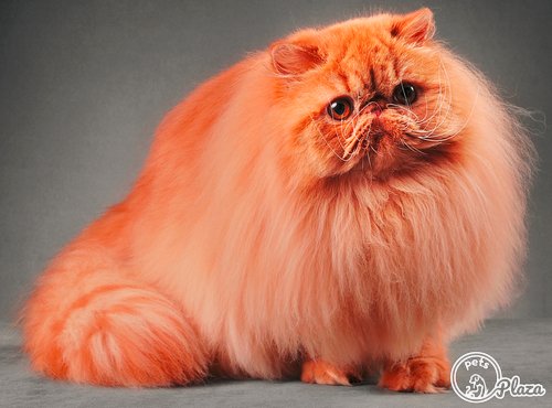 1 year old persian cat with brown furr image