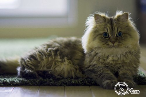 3 moths old kitty of persian cat breed image