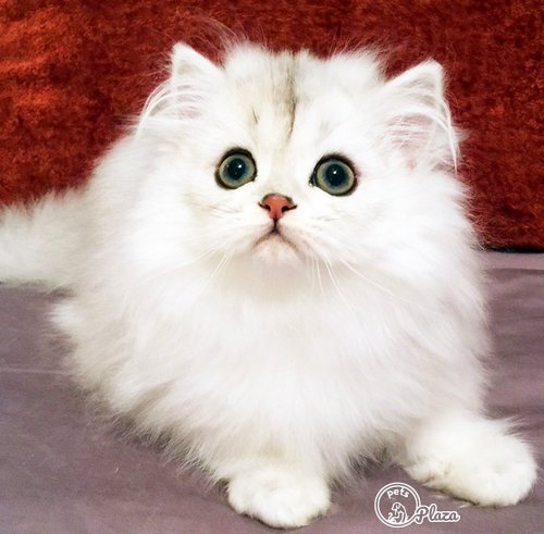 6 moths old kitten with white furr of persian cat image