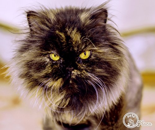 kitten with black brown furr of persian cat image