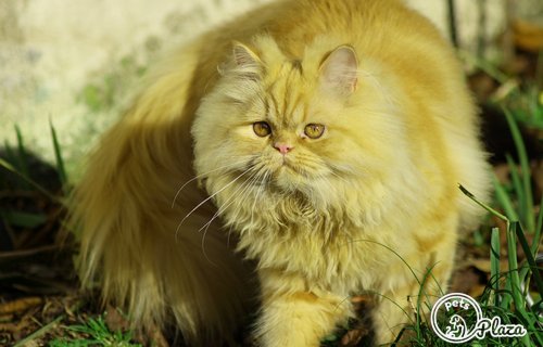 persian cat with brown furr 2 year old kitty image