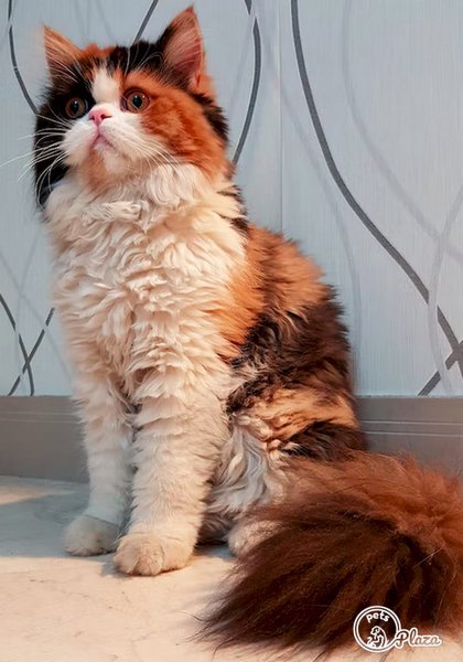 persian cat with brownn and white furr image