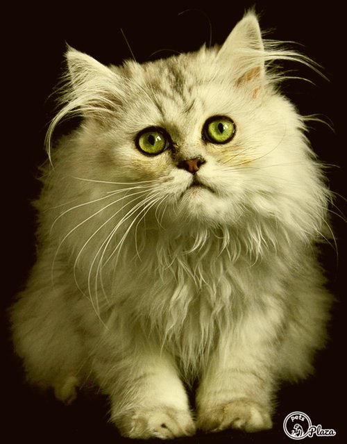 persian cat with white furr of 3 year old kitty