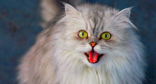 persian cat with white furr of 6 months cute image